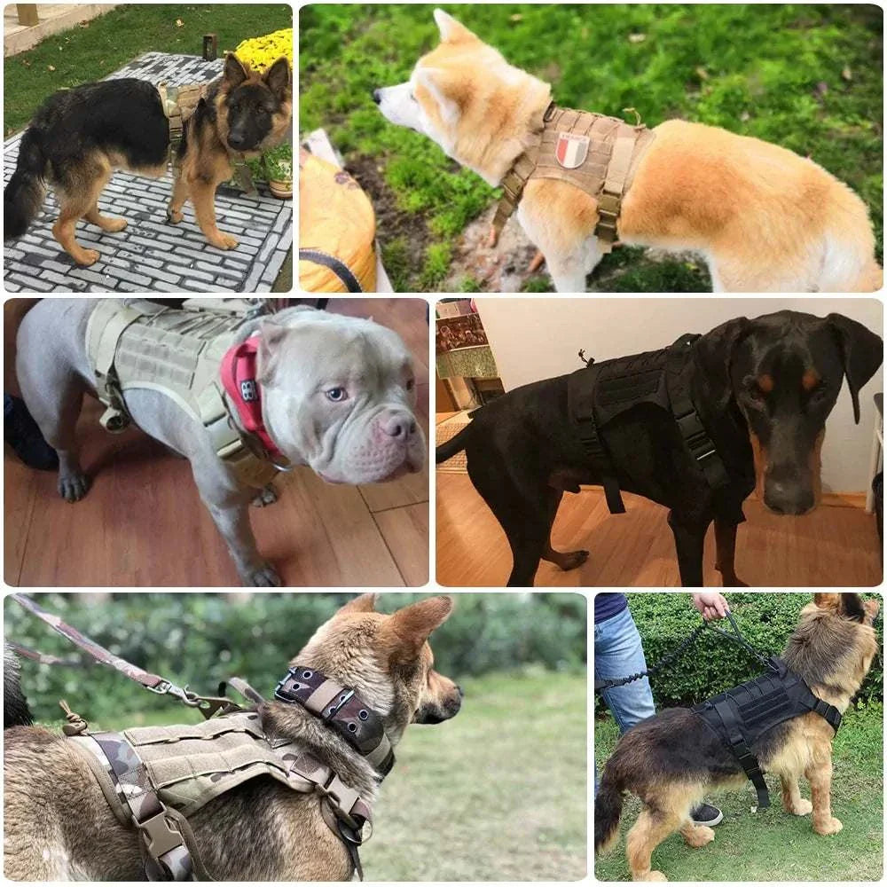 Nylon tactical dog harness with handle on various large dogs.